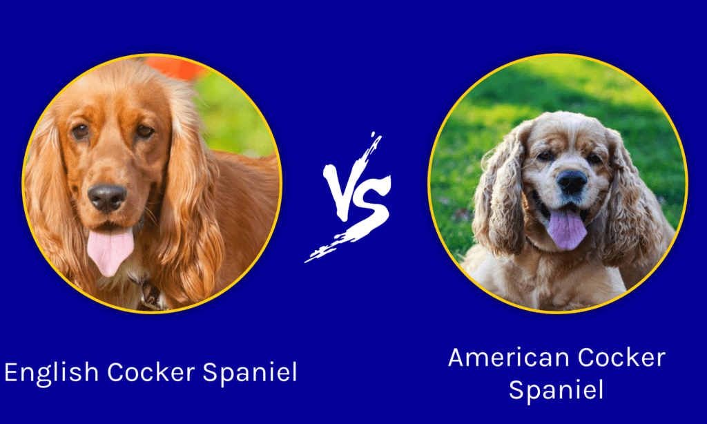 Difference Between American and English Cocker Spaniels?