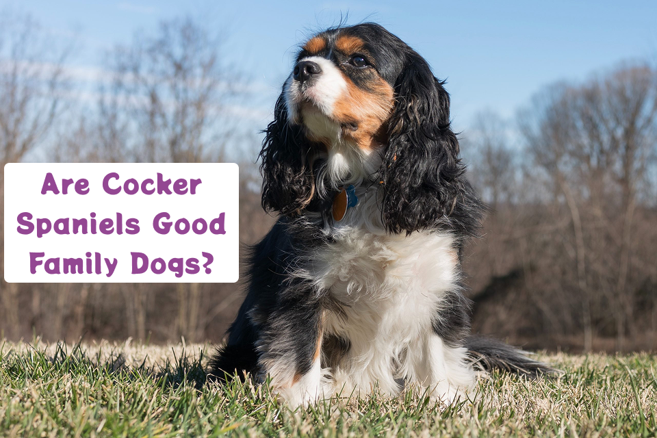 Are Cocker Spaniels Good Family Dogs?