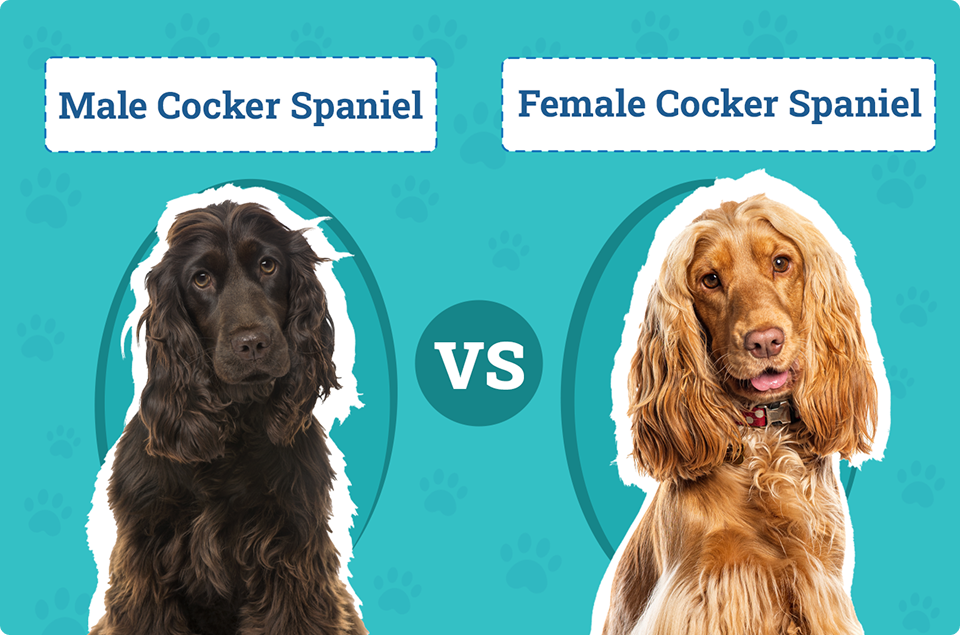 Are Male or Female Cocker Spaniels Better Pets?