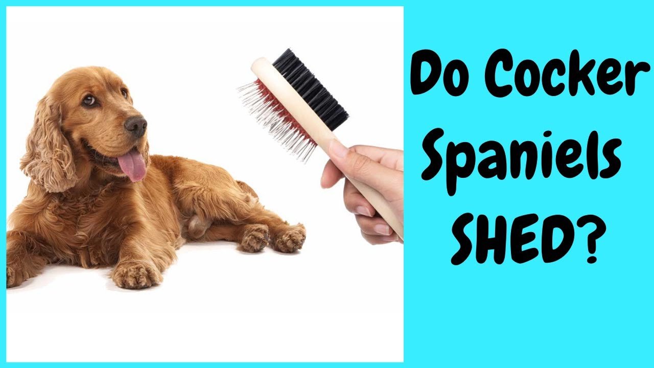 Do Cocker Spaniels Shed a Lot?