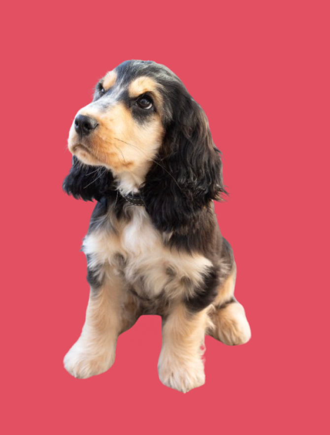 Trusted Cocker Spaniel Breeders - Learn More - Ia From Trusted Breeders Owners