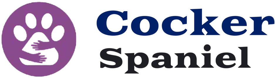 Cocker Spaniel For Sale